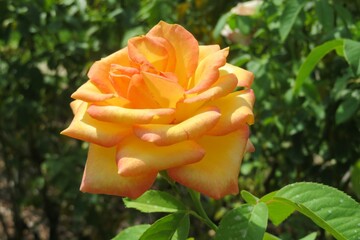 Beautiful orange rose flower in Florida zoological garden, closeup
