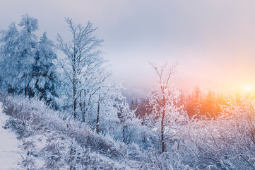 Winter landscape At Sunrise,  Winter Forest with trees covered with snow, Germany
