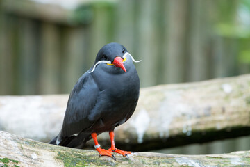 Vogel im Zoo