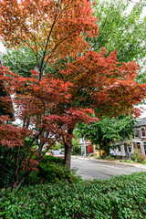 urban garden