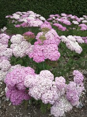 Obraz premium pink hydrangea flowers