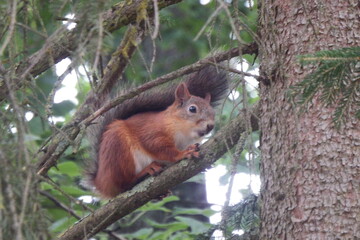 A squirrel sits on a tree branch