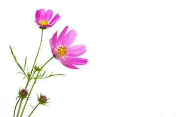 Bright colorful cosmos flowers