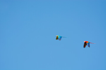 Papageien im Flug