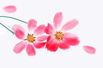 Bright colorful cosmos flowers