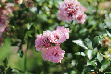 A closeup shot of a bundle of small pink flowers in the sunlight