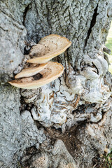 Mushroom growth on old tree trunk