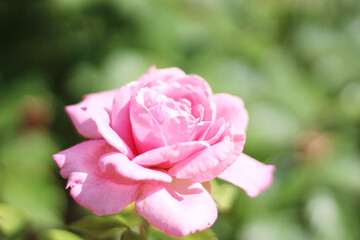 A close up shot of a beautiful pink rose shining softly in the sun