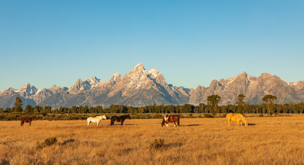 Horses stand in golden field in front of the Teton mountains in Grand Teton National Park