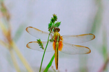 Dragonfly 