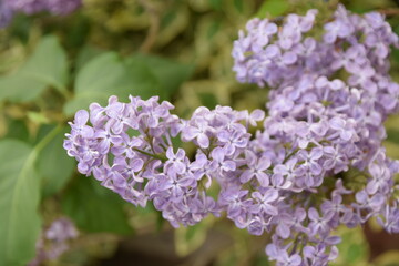 Obraz premium Flores de lilo moradas con fondo verde
