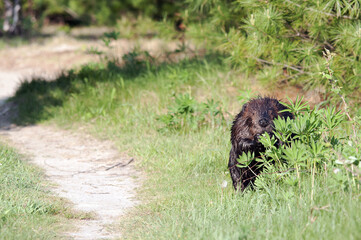 Beaver Stock Photos.  Beaver close-up profile view  in the forest with foliage background and foreground, displaying brown fur coat, body, head, eye, ears, in its habitat and environment. Image.