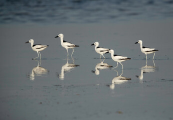 Crab plovers with reflection of water at Busaiteen coast, Bahrain