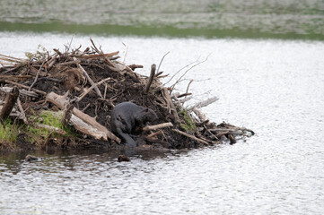 Beaver stock photos. Beaver building lodge dam and den displaying fur coat, beaver tail, body, head, background  in its environment and habitat with a water background and foreground. ©  Aline