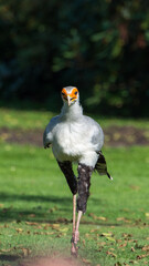 Der Sekretär