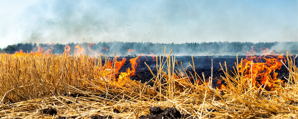 Wildfire on wheat field stubble after harvesting near forest. Burning dry grass meadow due arid climate change hot weather and evironmental pollution. Soil enrichment with natural ash fertilizer