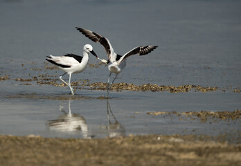 Crab plover snatching a crab from other  at Busaiteen coast, Bahrain