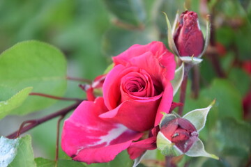Rosa roja y capullos del jardín