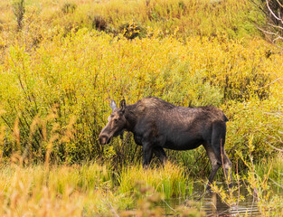 Yearling Moose standing in shallow water surrounded by colorful willow during Fall in Grand Teton National Park