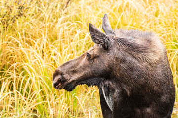 Closeup of moose looking left with colorful grass behind her in Grand Teton National Park