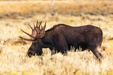 Side view of Bull Moose with large antlers walking through golden grass during Fall in Grand Teton National Park