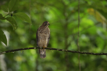 Broad-winged hawk is perching on branch
