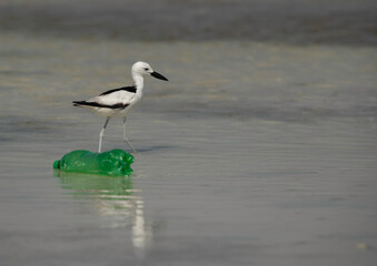 Beautiful Crab plover and the garbage dump at Busaiteen coast, Bahrain