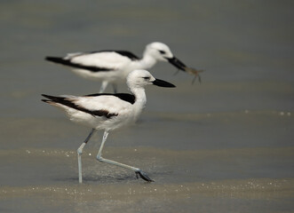 Crab plovers moving with a crab at Busaiteen coast, Bahrain
