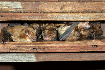 Big brown bats (Eptesicus fuscus) colony in attic, Iowa, USA. - obrazy, fototapety, plakaty