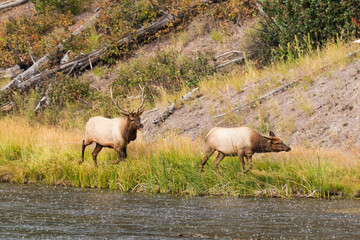 Obraz premium Elk Buck with tongue out chasing female elk along Madison river during rut in Yellowstone National Park
