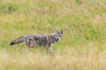 Naklejka na ściany i meble Side view of coyote in blurred motion running in grass looking toward the camera