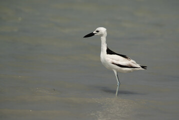 Fototapeta na wymiar Crab plover at Busaiteen coast, Bahrain