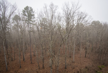 Mist rising from the floor of a pine forest in early winter on a cold and cloudy morning,