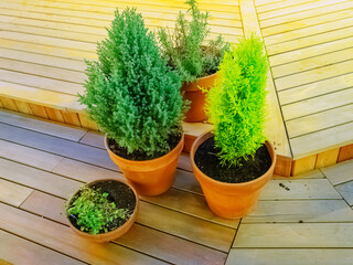 Bright green plants in plastic pots stand on a plank area