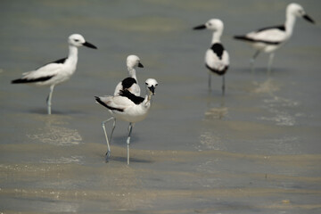 Crab plover at Busaiteen coast, Bahrain