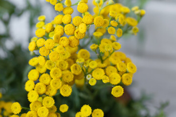 Mimosa spring yellow flowers. Nature. Selective focus.