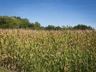 Fototapeta na wymiar A farmer's densely planted field of corn ready for harvesting in the early fall season.