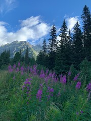 mountain landscape in the summer