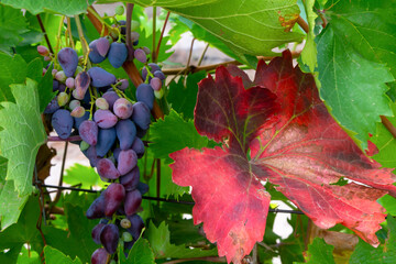 Grape disease. Vine and bunch of blue grapes close-up. Red leaf, grape rubella. Fungal disease of...