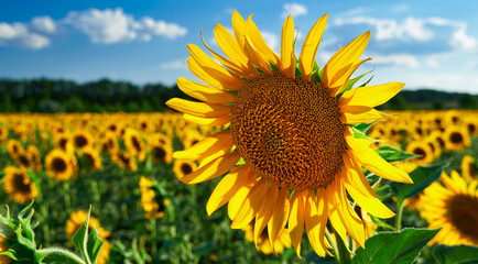 sunflower - bright field with yellow flowers, beautiful summer landscape in sunset