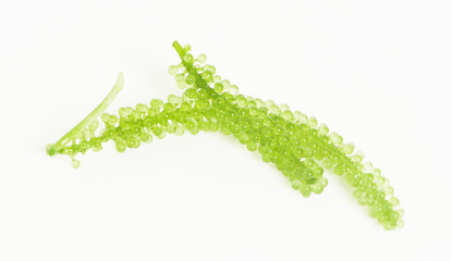 Sea grapes ( green caviar ) seaweed on white background