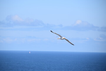 Gaviota sobrevolando el cielo azul