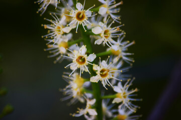 flor naturaleza blanco primavera campanitas plantas