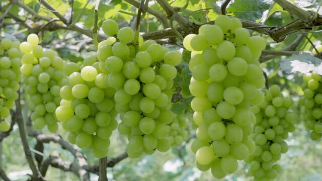 Sun rose grapes grown on trees