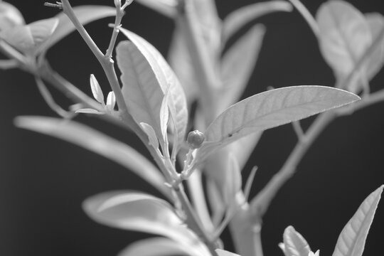 pimpollo de limon sutil monocromatico