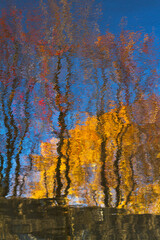 Fototapeta premium Autumn trees reflected on water