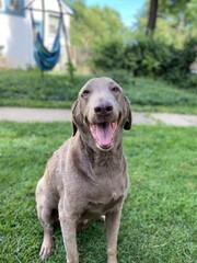 portrait of a dog silver lab