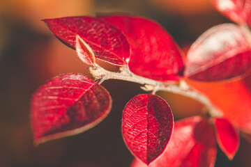 Bright red autumn leaves on a small branch