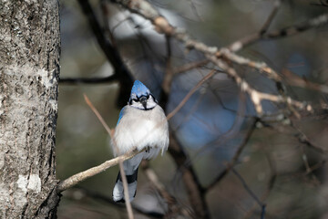 Blue Jay looks on quizzically; perched on a branch
