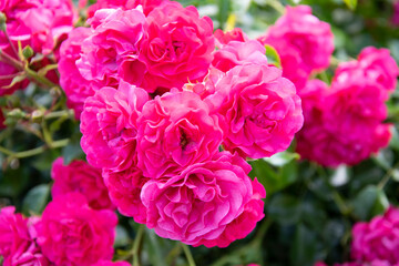 pink roses in garden